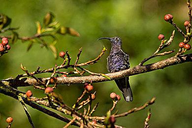 曝Epic白嫖活动最后一天送《古墓丽影》三部曲